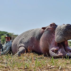 Hippo Hunting