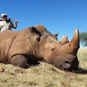 Hunting White Rhino