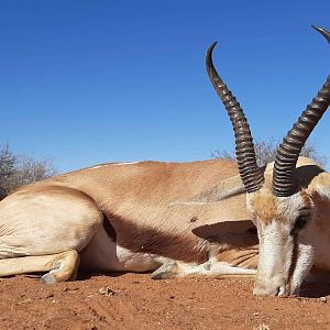 Springbok Hunt Namibia