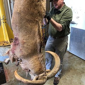 Aoudad Hunt Texas USA