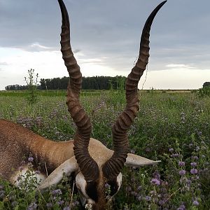 Argentina Hunting Blackbuck