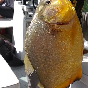 Fishing in Argentina