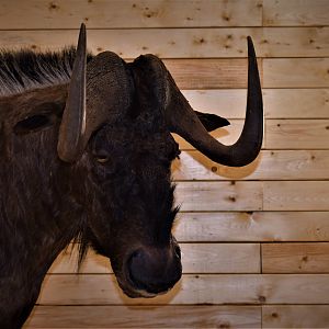 Black Wildebeest Shoulder Mount Taxidermy