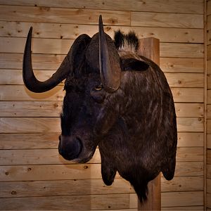 Black Wildebeest Shoulder Mount Taxidermy