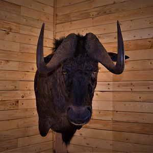 Black Wildebeest Shoulder Mount Taxidermy