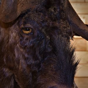 Black Wildebeest Shoulder Mount Taxidermy