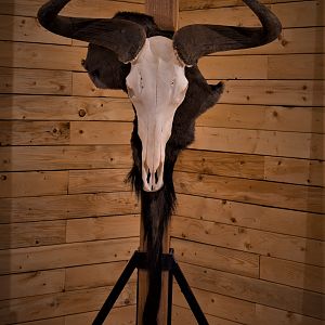 Blue Wildebeest European Skull Mount Taxidermy