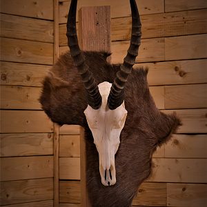 Blesbok European Skull Mount Taxidermy