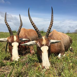 Cull Hunt Blesbok in South Africa