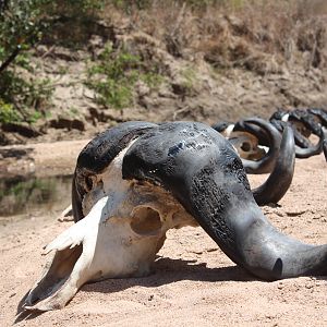 Tanzania Hunt Cape Buffalo