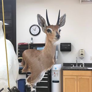 Steenbok Triple Pedestal Mount Taxidermy Process