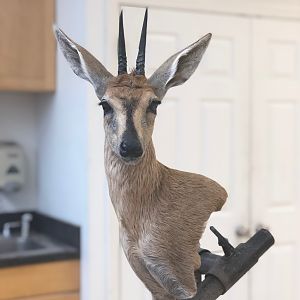 Duiker Triple Pedestal Mount Taxidermy Process