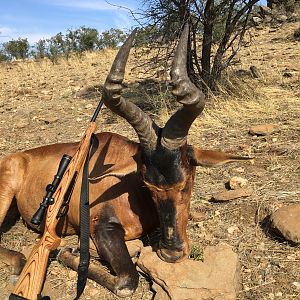 Red Hartebeest Hunt Namibia