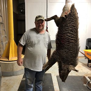 Hunt Hog in Texas USA