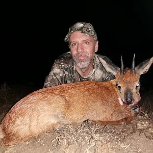 Hunt Cape Grysbok in South Africa