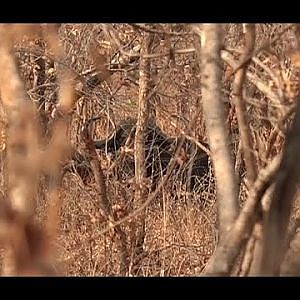 Hunting Cape Buffalo in Nyakasanga Safari Area Zimbabwe