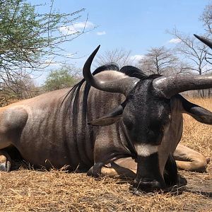 Tanzania Hunting Nyasa Wildebeest