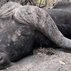 Hunting Buffalo in Tanzania