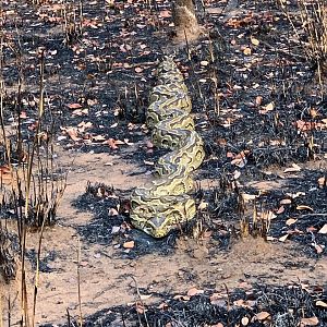 Python in Tanzania