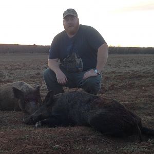 Hunting Hog in Texas USA