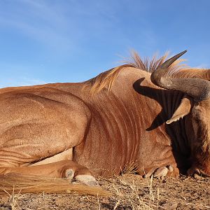 Golden Wildebeest Hunting South Africa