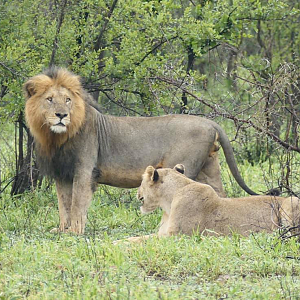 Lions in the Kruger National Park South Africa