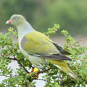 African Green Pigeon in the Kruger National Park South Africa