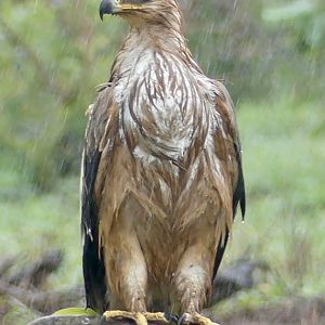 Wahlberg's Eagle in the Kruger National Park South Africa