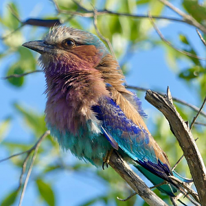 Lilac-breasted Roller in the Kruger National Park South Africa