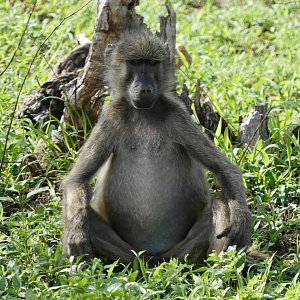 Baboon in the Kruger National Park South Africa