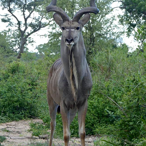 Kudu in the Kruger National Park South Africa