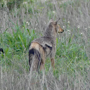 Jackal  in the Kruger National Park South Africa