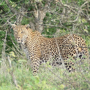 Leopard in the Kruger National Park South Africa