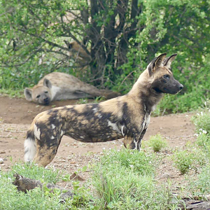 African Wild Dog with a Spotted Hyena in the background Kruger National Park South Africa