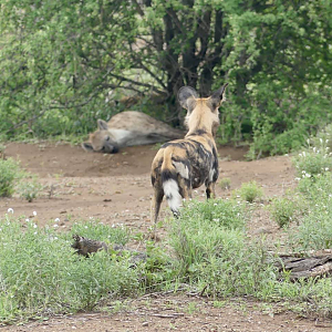 African Wild Dog with a Spotted Hyena in the background Kruger National Park South Africa