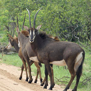 Sable Antelope in the Kruger National Park South Africa