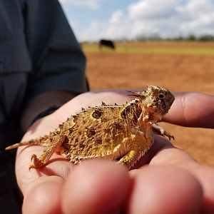 Texas Horned Lizard