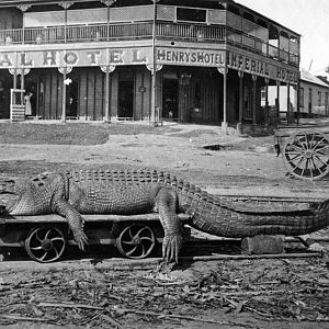 Hunting Crocodile in Australia