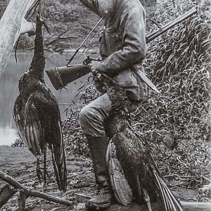 Javan Green Peacock Hunt Indonesia