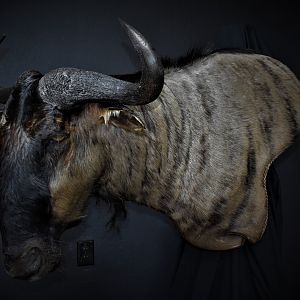 Blue Wildebeest Wall Pedestal Mount Taxidermy