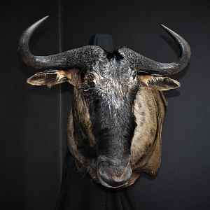 Blue Wildebeest Wall Pedestal Mount Taxidermy