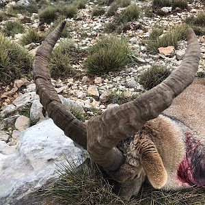 Spain Ibex