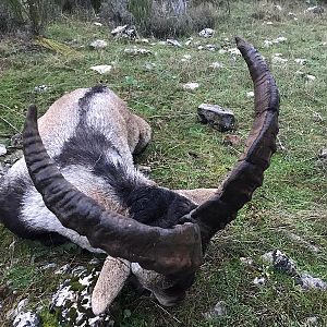 Spain Ibex