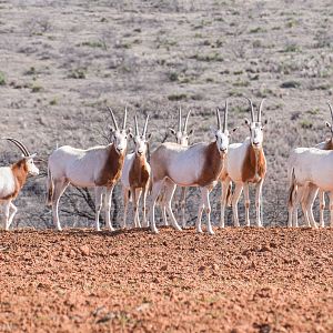 Scimitar Oryx Texas USA