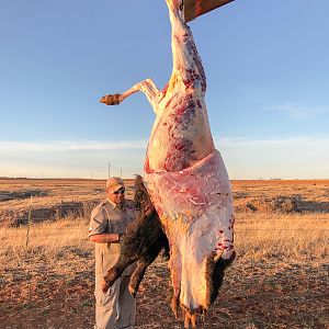 Bison Hunt Texas USA