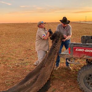 Texas USA Hunting Bison