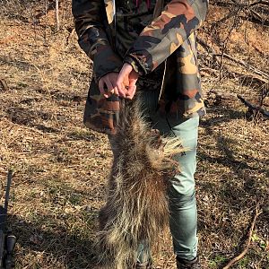 Porcupine Hunting Texas USA