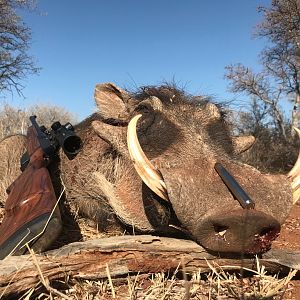 Hunt Warthog in South Africa