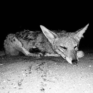 South Africa Hunting Jackal