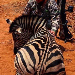 South Africa Bow Hunt Burchell's Plain Zebra